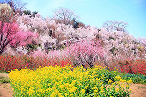 花見山公園